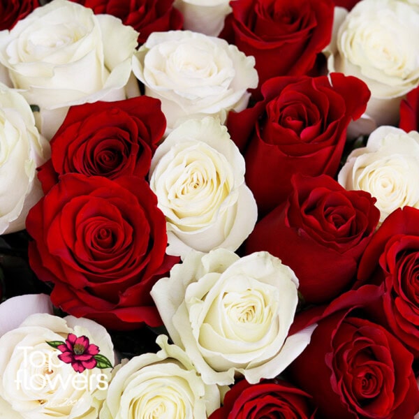 101 red and white roses | Bouquet - Image 6