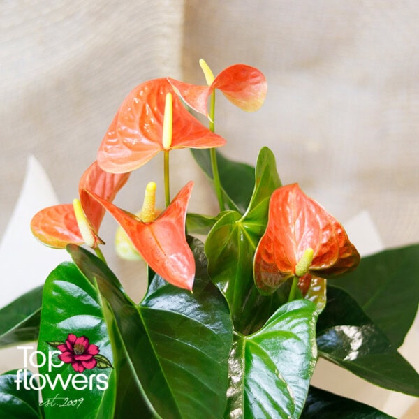 Антуриум (anthurium)