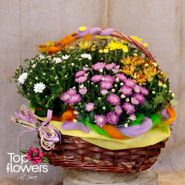 Basket of Chrysanthemums