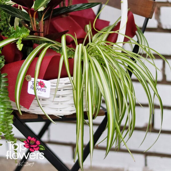 Leafy Elegance Basket - Image 5