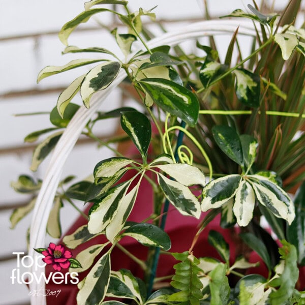 Leafy Elegance Basket - Image 6