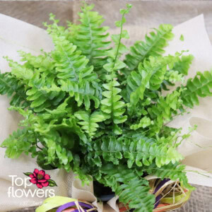 Fern (Nephrolepis)