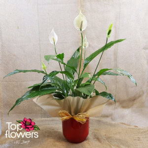 Spathiphyllum (Spathiphyllum) | Large