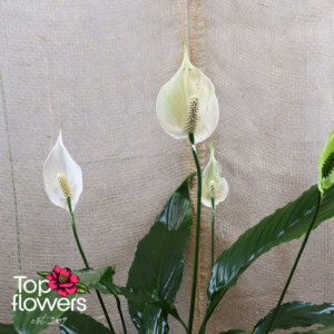 Spathiphyllum (Spathiphyllum) | Large