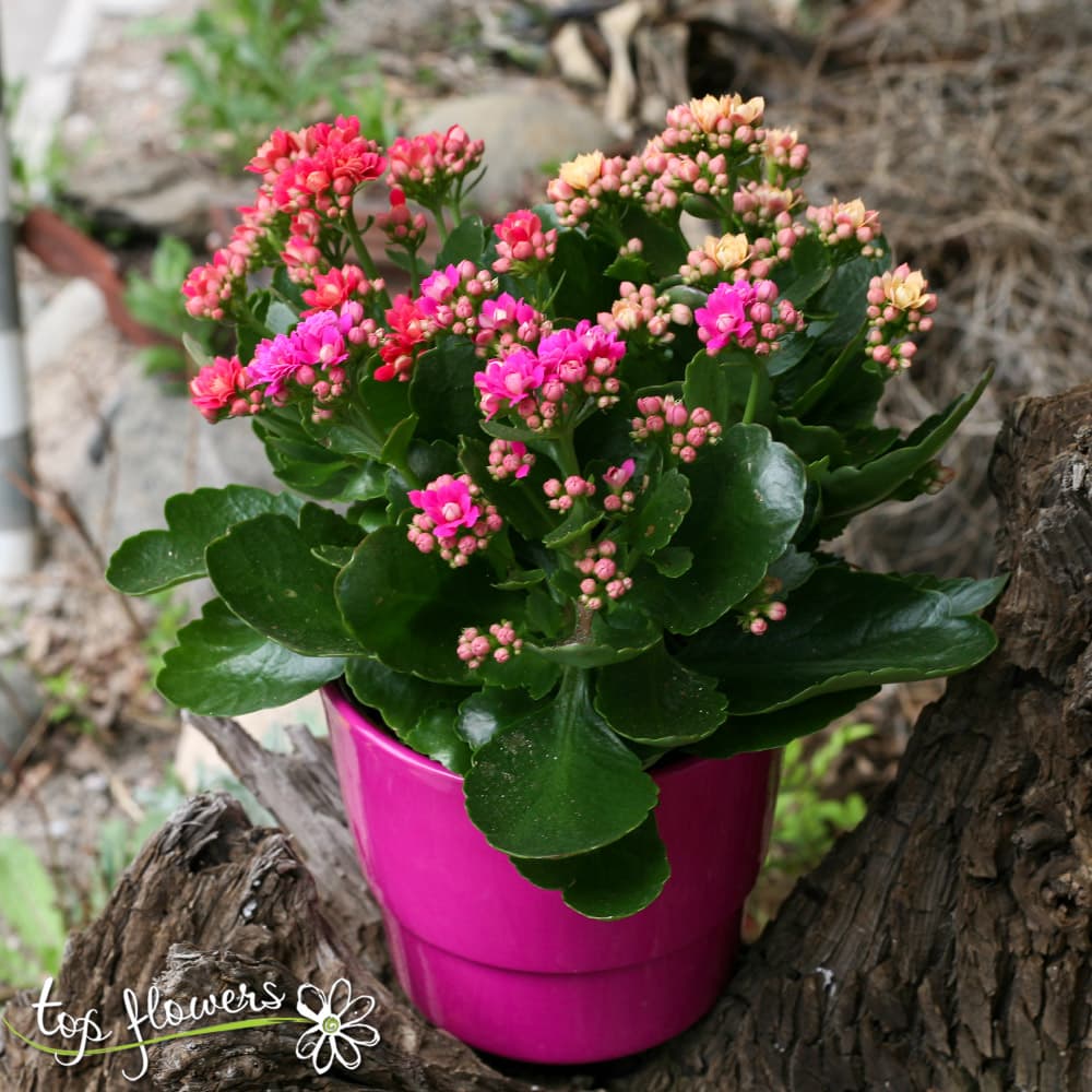 3 different colors of Kalanchoe in a pot from Top-Flowers!