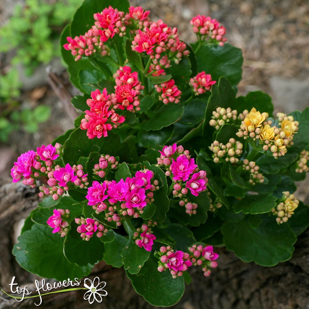 3 different colors of Kalanchoe in a pot from Top-Flowers!