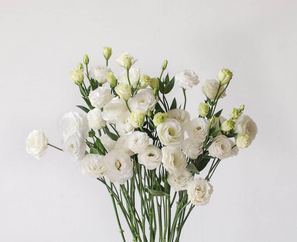 eustoma white 1