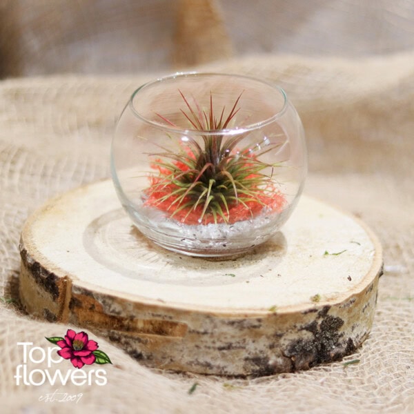 Tillandsia in a glass sphere