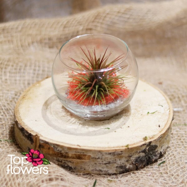 Tillandsia in a glass sphere