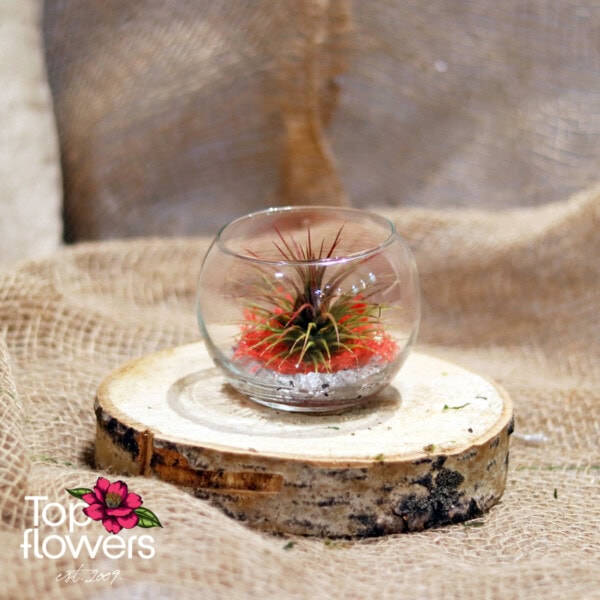 Tillandsia in a glass sphere