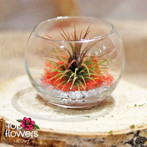 Tillandsia in a glass sphere