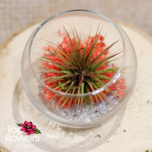 Tillandsia in a glass sphere