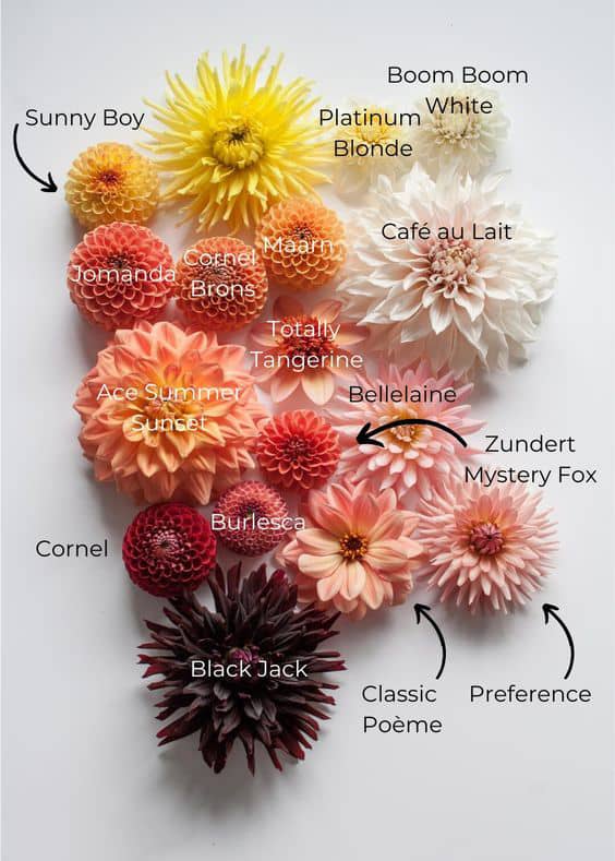 History and types of chrysanthemums. Bouquets of chrysanthemums and ...