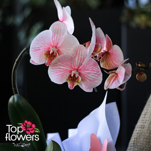 Pink Phalaenopsis Orchid - Image 4