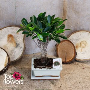 Bonsai | Ficus (Ficus)