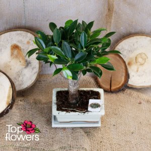 Bonsai | Ficus (Ficus)