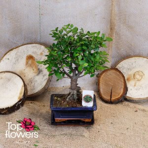 Bonsai | Zelkova (Zelkova)