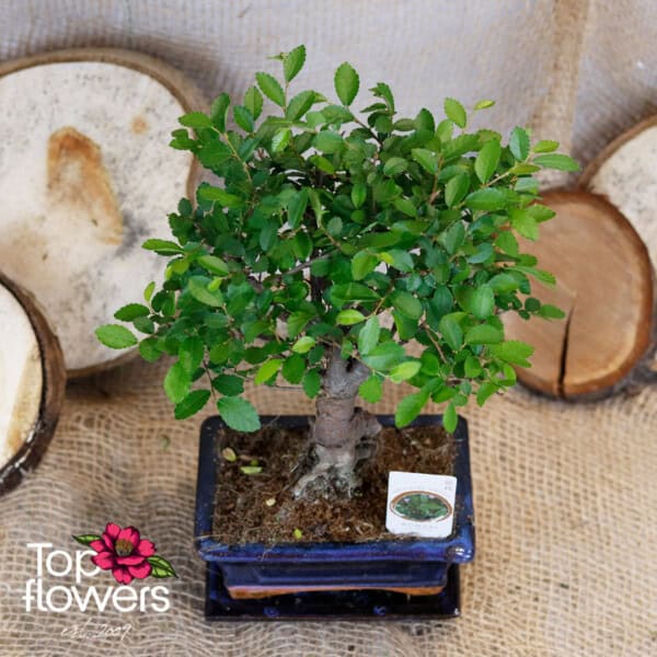 Bonsai | Zelkova (Zelkova)