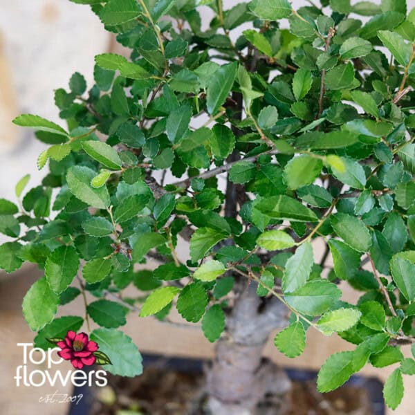 Bonsai | Zelkova (Zelkova)