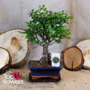 Bonsai | Zelkova (Zelkova)