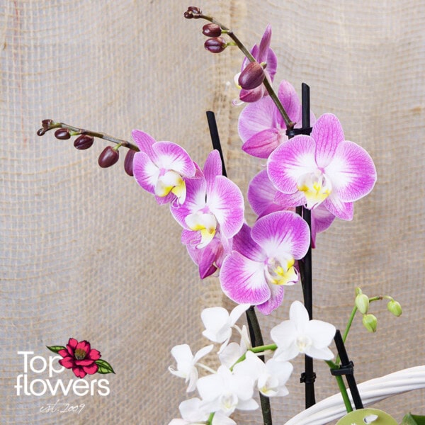 White Elegance with Orchids | Arrangement - Image 5