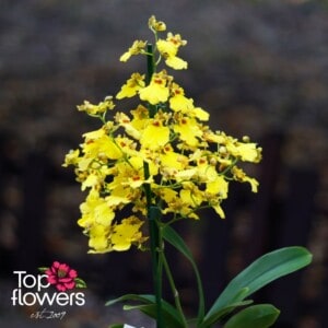 Орхидея Онцидиум (orchidaceae oncidium)