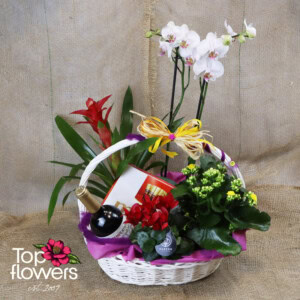 Plant and Surprise Mix | Basket