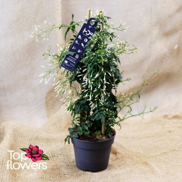 Jasmine (Jasminum Polyanthum) - Image 6