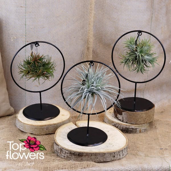 Tillandsia with metal frame ring (Air Plant Tillandsia) ANSU