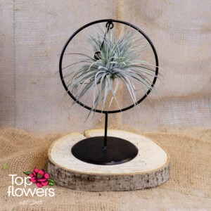 Тиландсия с метална рамка ринг (Airplant Tillandsia) ANSU