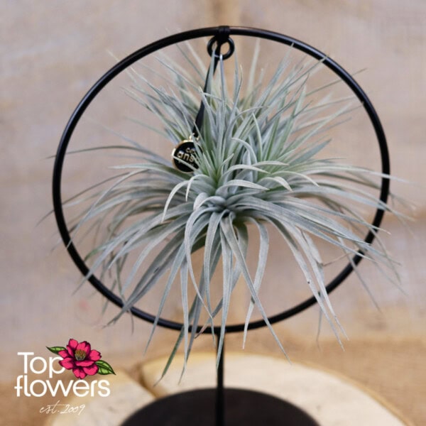 Tillandsia with metal frame ring (Air Plant Tillandsia) ANSU