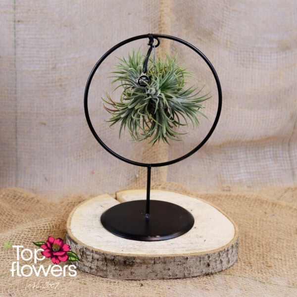 (airplant tillandsia) ansu ring 4