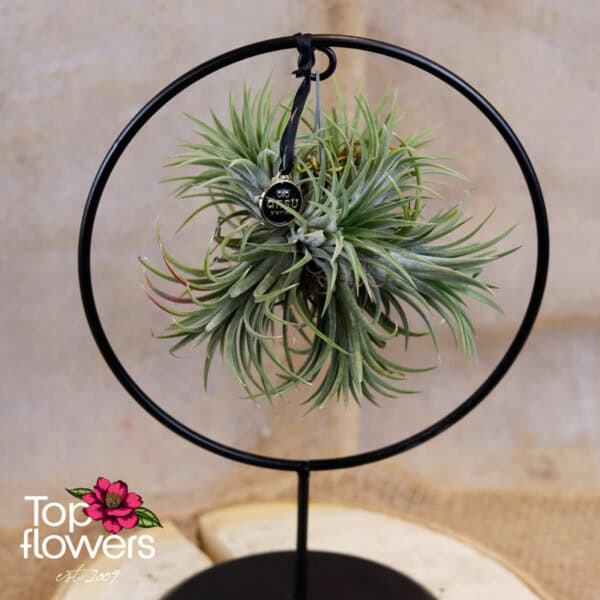 Tillandsia with metal frame ring (Air Plant Tillandsia) ANSU