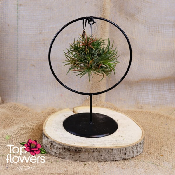 (airplant tillandsia) ansu ring 6