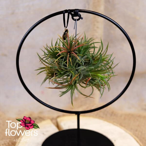 (airplant tillandsia) ansu ring 7