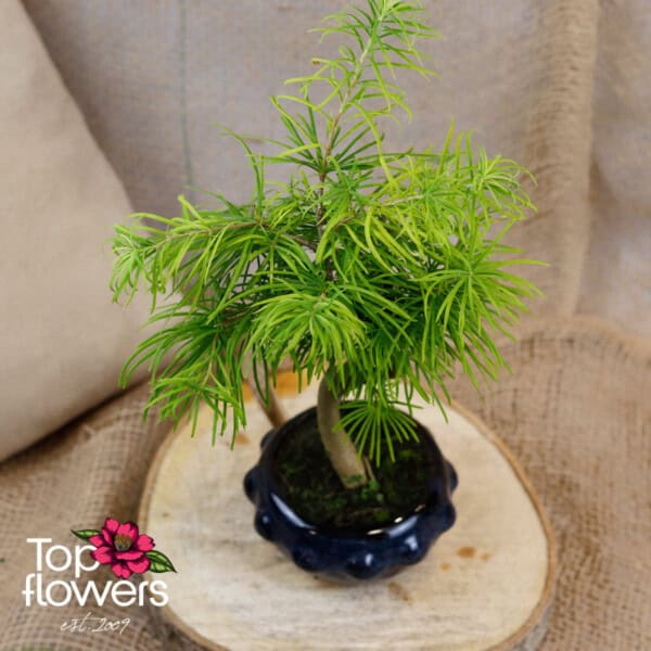 Bonsai | Golden larch (Pseudolarix amabilis)