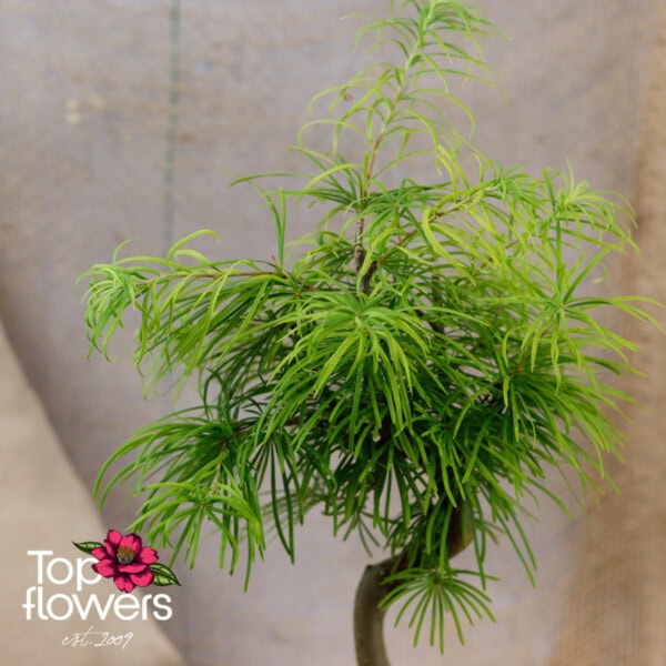 Bonsai | Golden larch (Pseudolarix amabilis)