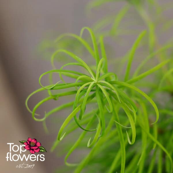 Bonsai | Golden larch (Pseudolarix amabilis)