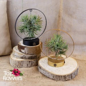 Tillandsia LED (Airplant Tillandsia) ANSU