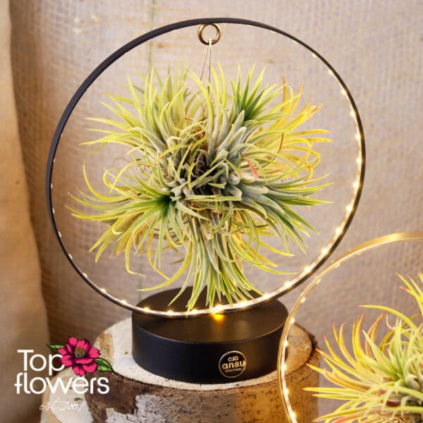 Tillandsia LED (Airplant Tillandsia) ANSU - Image 9