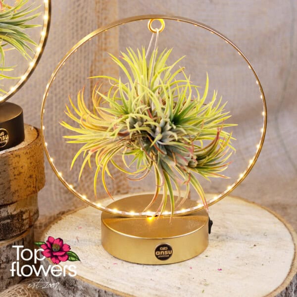 tilandsia led (airplant tillandsia) ansu 4