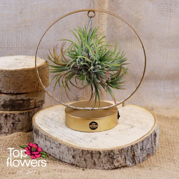 Tillandsia LED (Airplant Tillandsia) ANSU