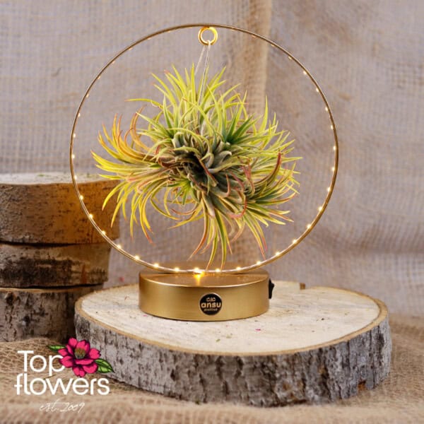 Tillandsia LED (Airplant Tillandsia) ANSU