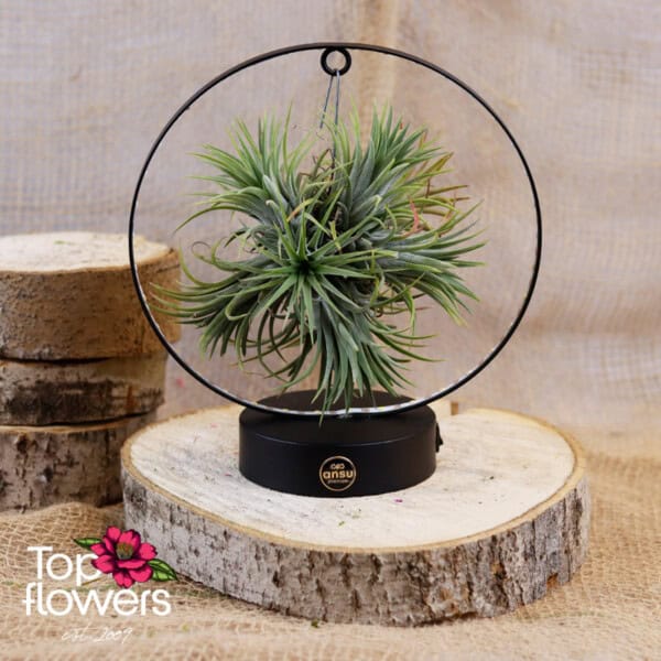 Tillandsia LED (Airplant Tillandsia) ANSU