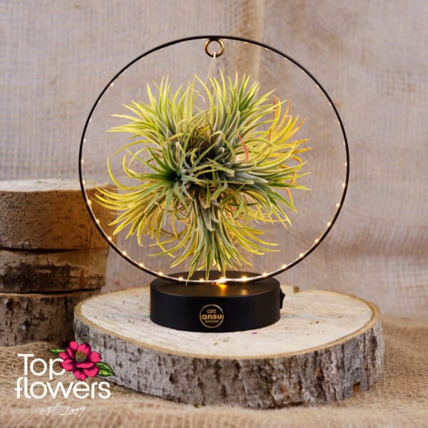 Tillandsia LED (Airplant Tillandsia) ANSU