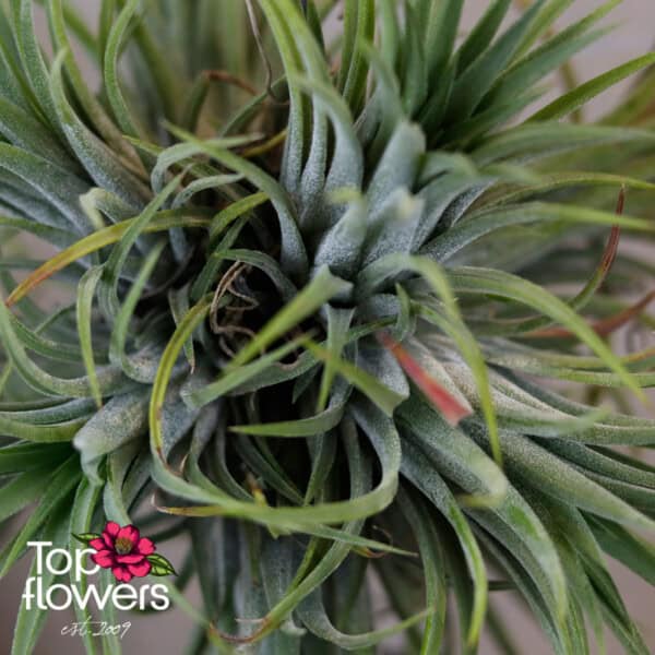 Tillandsia LED (Airplant Tillandsia) ANSU - Image 7