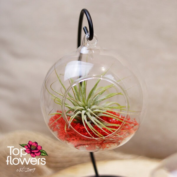 Tillandsia in hanging glass sphere