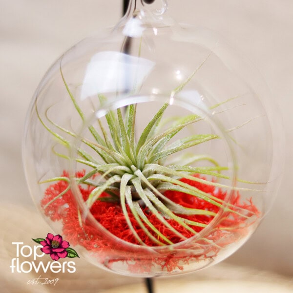 Tillandsia in hanging glass sphere