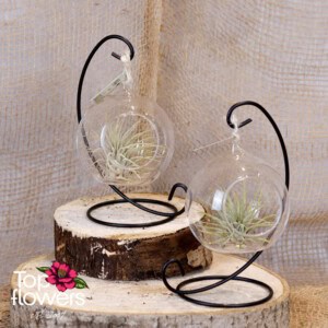 Tillandsia in hanging glass sphere