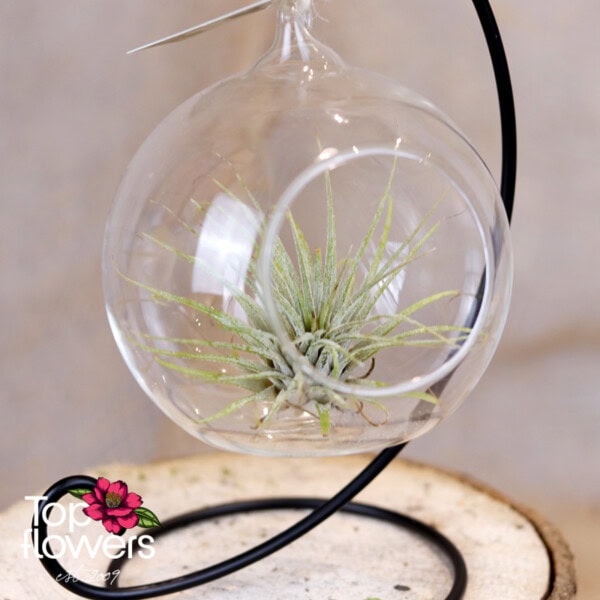 Tillandsia in hanging glass sphere